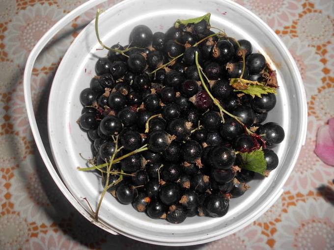Варенье-желе из черной смородины на зиму вкусные рецепты