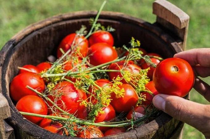 Бочковые помидоры - бабушкин рецепт
