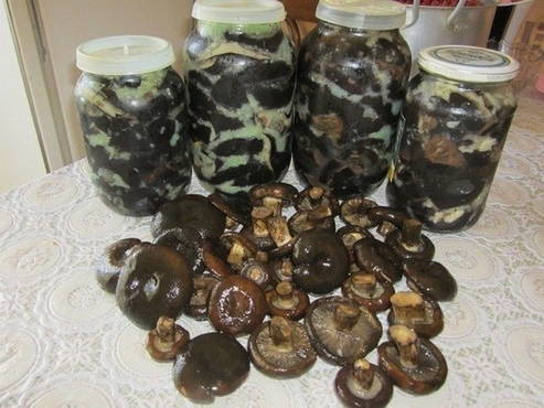 Как солить черные грузди - польза и вред грибов и лучшие способы их засолки