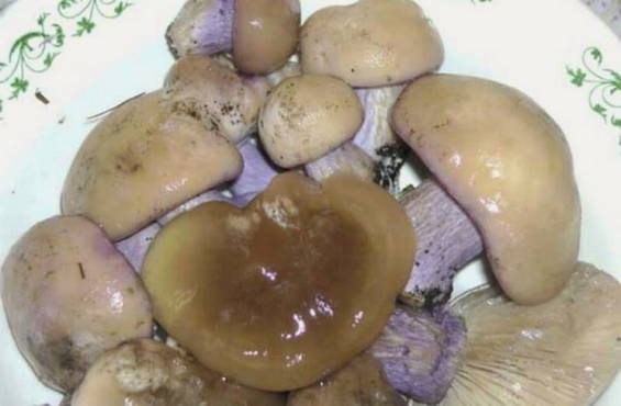 Маринованные грибы на зиму (синяя ножка или рядовка лиловоногая)