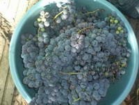Вино из винограда в домашних условиях - 5 простых рецептов с фото пошагово