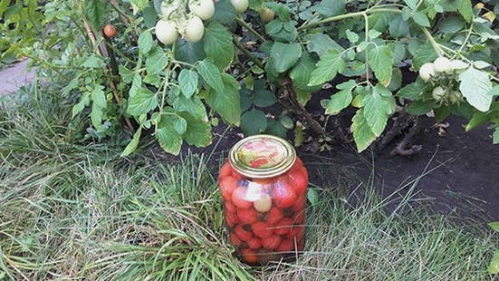 Малосольные помидоры с базиликом
