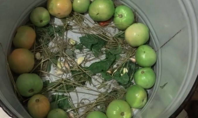 Зеленые помидоры, квашенные в кастрюле