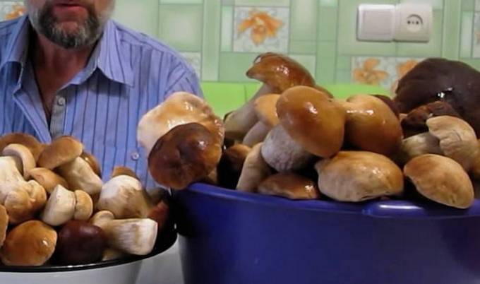 Как солить белые грибы холодным способом