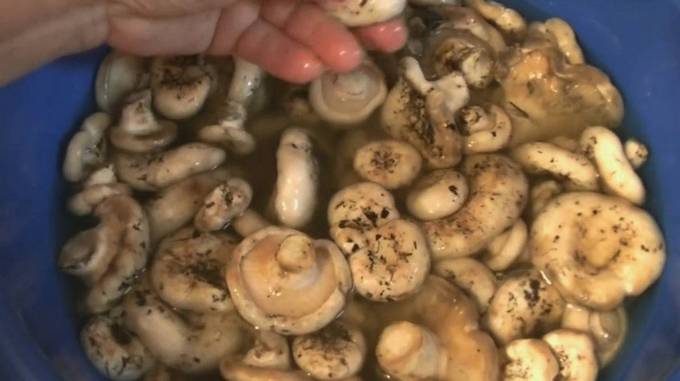 Как солить грибы белянки на зиму в банках, простые рецепты