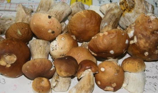 Маринованные белые грибы с корицей на зиму