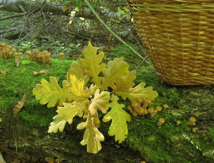Засолка груздей с дубовыми листьями