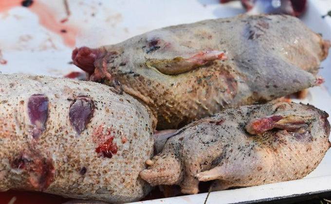 Как приготовить шулюм из дикой утки в домашних условиях - пошаговый рецепт с фото