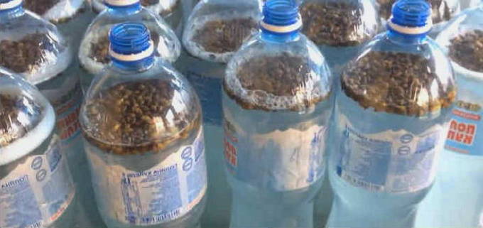 Как приготовить березовый квас с изюмом в пластиковых бутылках – рецепт с фото пошагово