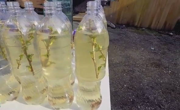 Квас из березового сока в бутылках