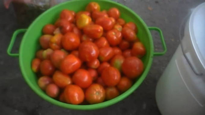 Квашеные помидоры в ведре как бочковые на зиму