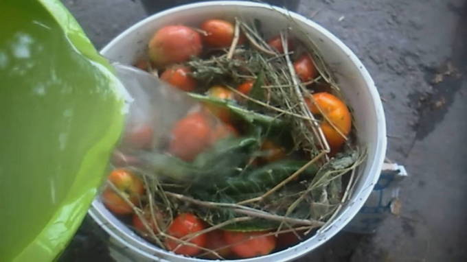 Квашеные помидоры в ведре как бочковые на зиму