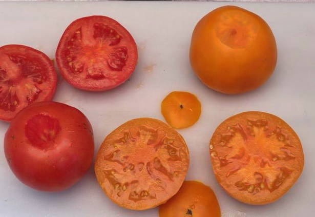 Запеченные помидоры в духовке