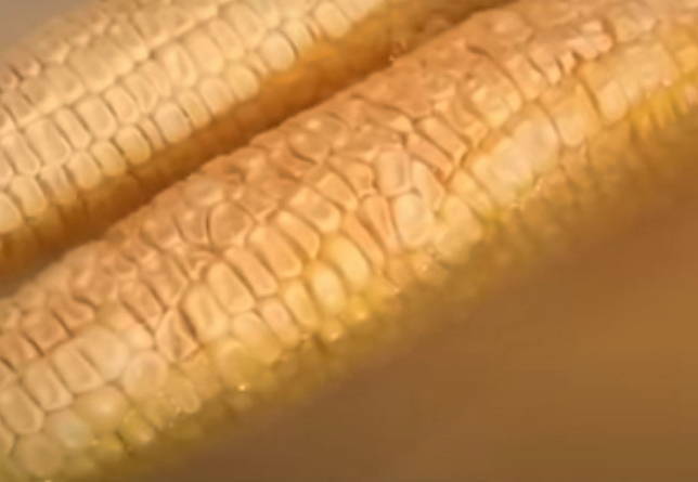 Вареная кукуруза со сливочным маслом