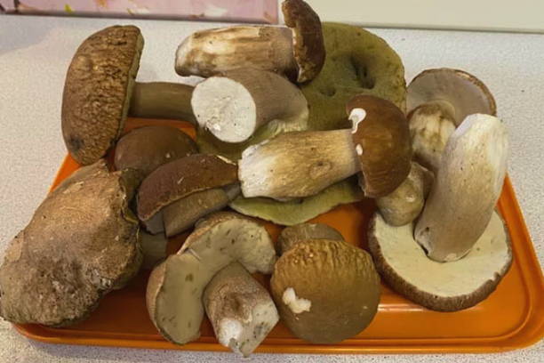 Сушеные белые грибы в сушилке