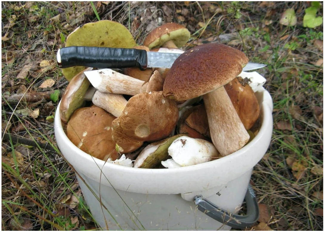 Сушка грибов в духовке