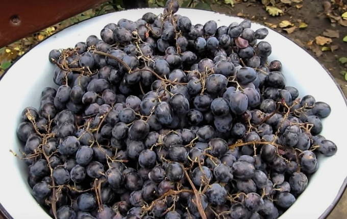 Как сделать чачу из винограда в домашних условиях: пошаговый рецепт