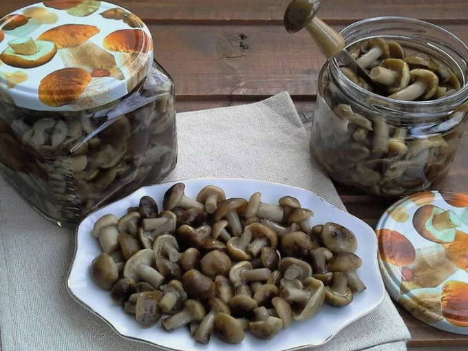 Рецепты засолки белых грибов от Едим Дома: простые и вкусные способы