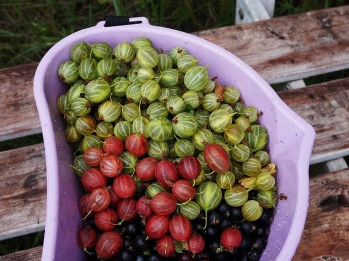 Компот из крыжовника и черной смородины