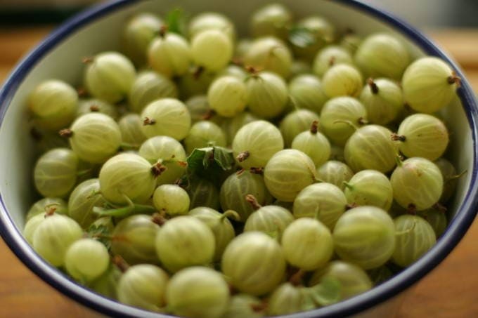 Джем из крыжовника через мясорубку на зиму Джем из крыжовника через мясорубку на зиму