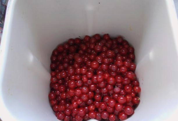 Конфитюр из красной смородины Конфитюр из красной смородины
