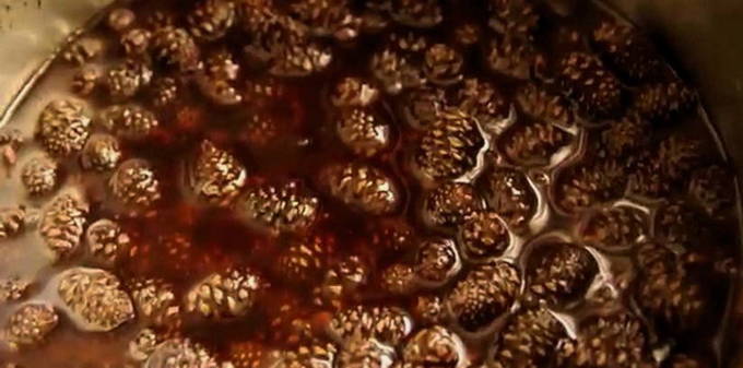 Варенье из сосновых шишек с медом Варенье из сосновых шишек с медом