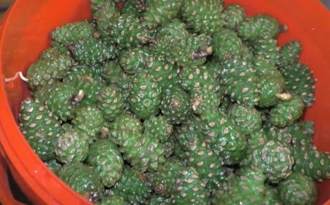 Варенье из сосновых шишек с кедровыми орешками Варенье из сосновых шишек с кедровыми орешками