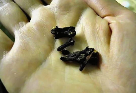 Маринованная алыча как оливки на зиму