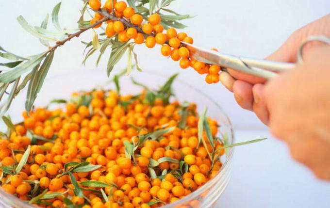 Компот из облепихи на 2-литровую банку на зиму