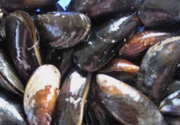 Мидии в раковинах в сливочном соусе