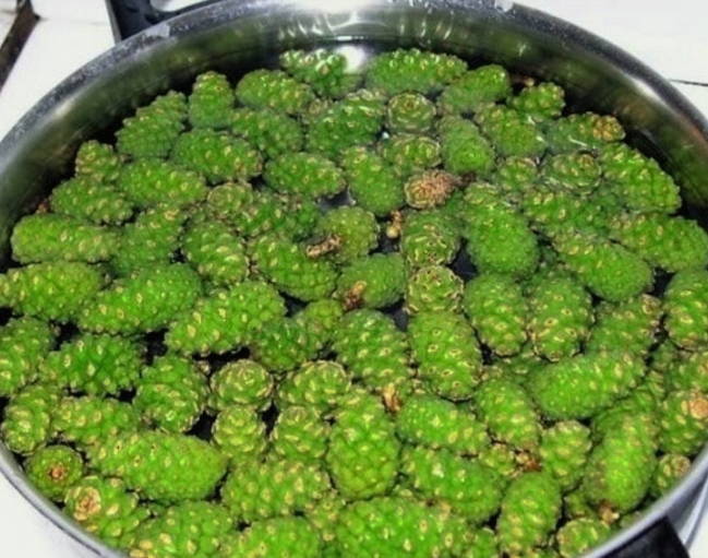 Варенье из еловых шишек Варенье из еловых шишек