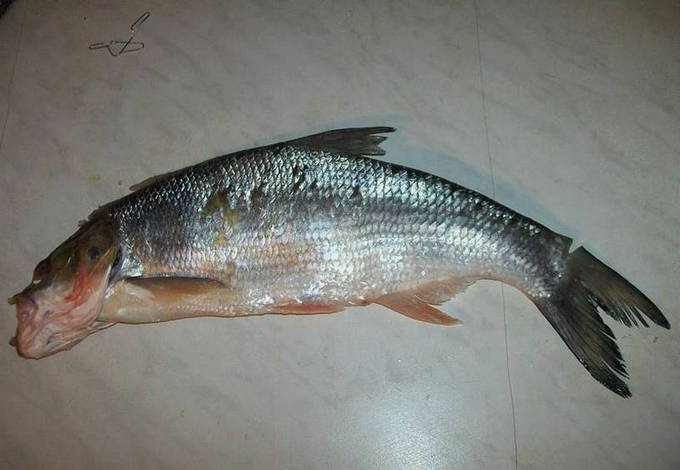 Балык из жереха