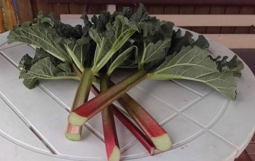 Суп из ревеня Суп из ревеня