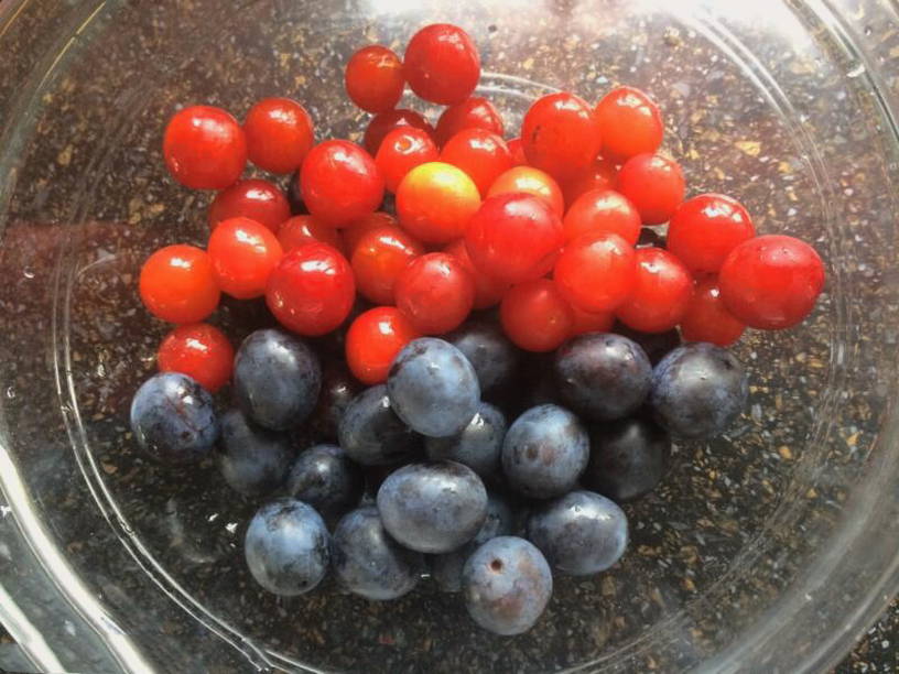 Маринованная слива с гвоздикой без стерилизации на зиму