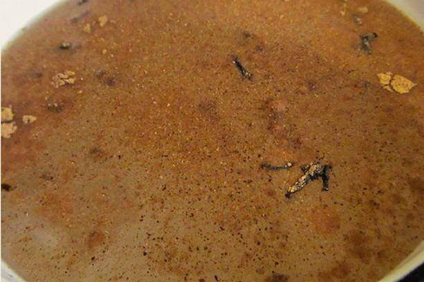 Маринованная слива без стерилизации на зиму