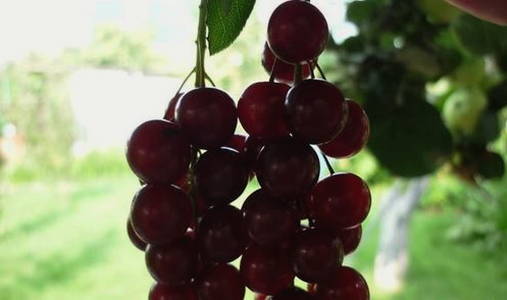 Варенье из красной черемухи Варенье из красной черемухи