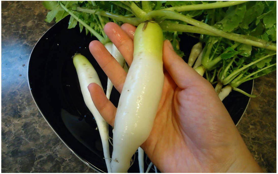 Салат из белой редьки