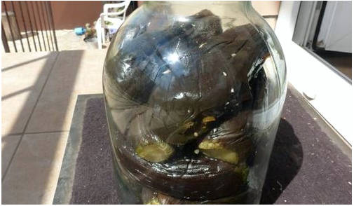 Баклажаны под гнетом