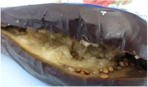 Баклажаны под гнетом