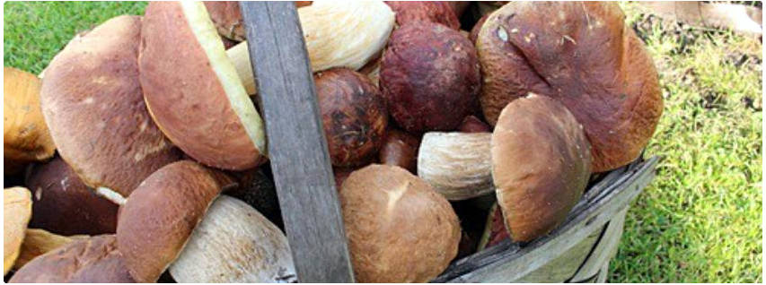 Сушка грибов в духовке газовой плиты