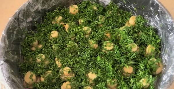 Классический салат "Грибная поляна" с шампиньонами и курицей