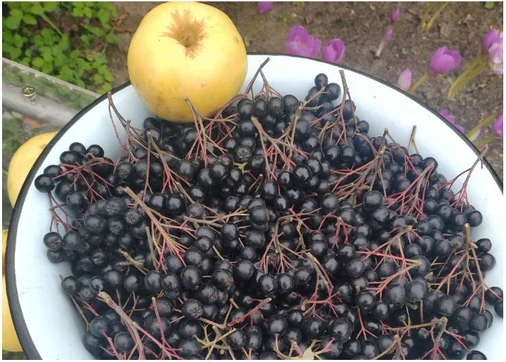 Варенье из черноплодной рябины с яблоками