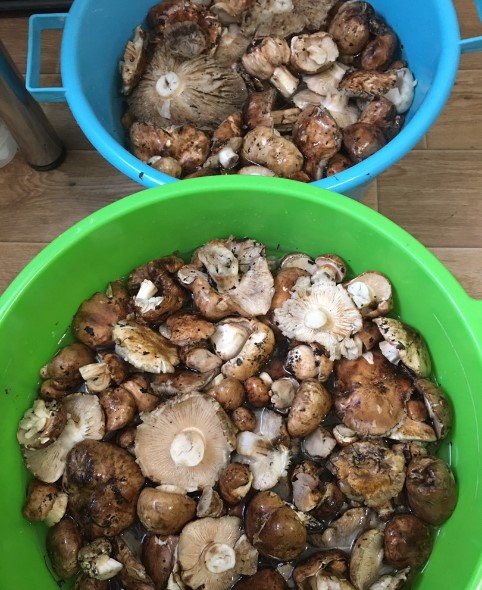 Маринованные валуи на зиму