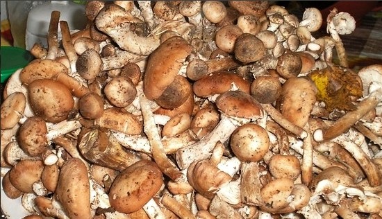 Быстрые маринованные опята с уксусом и чесноком без стерилизации на зиму