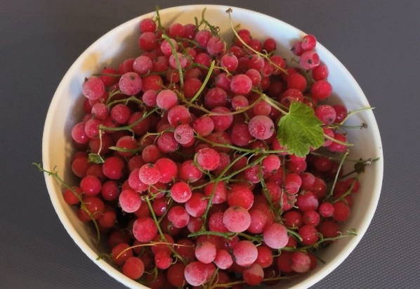 Морс из замороженной красной смородины